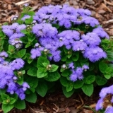 Kada sijati ageratum za sadnice + fotografija cvijeća